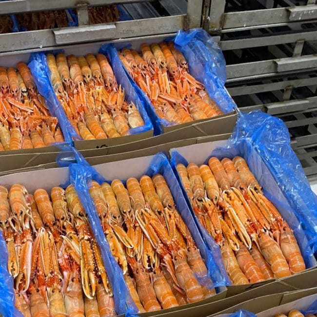 Shellfish inside fiberboard packaging